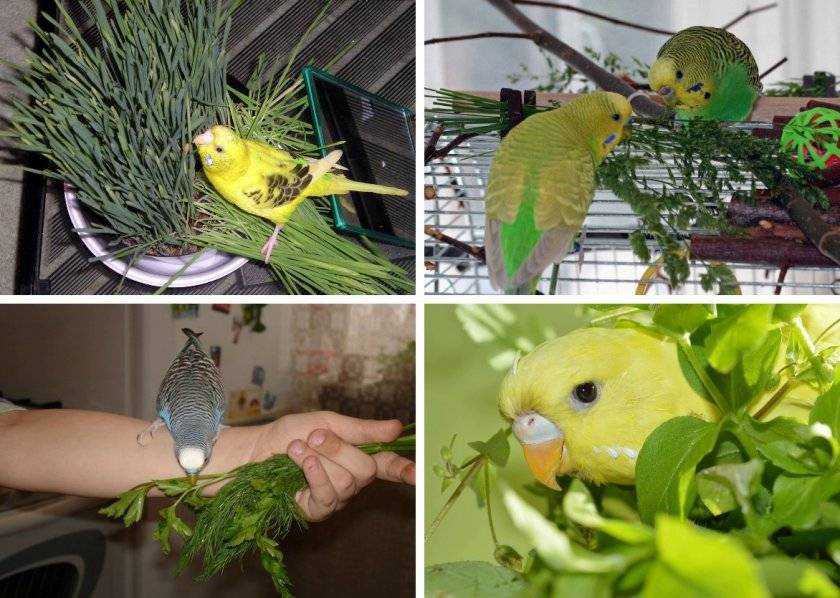 Особенности адаптационного периода волнистых попугаев: подготовительные действия и помощь в привыкании к новому месту