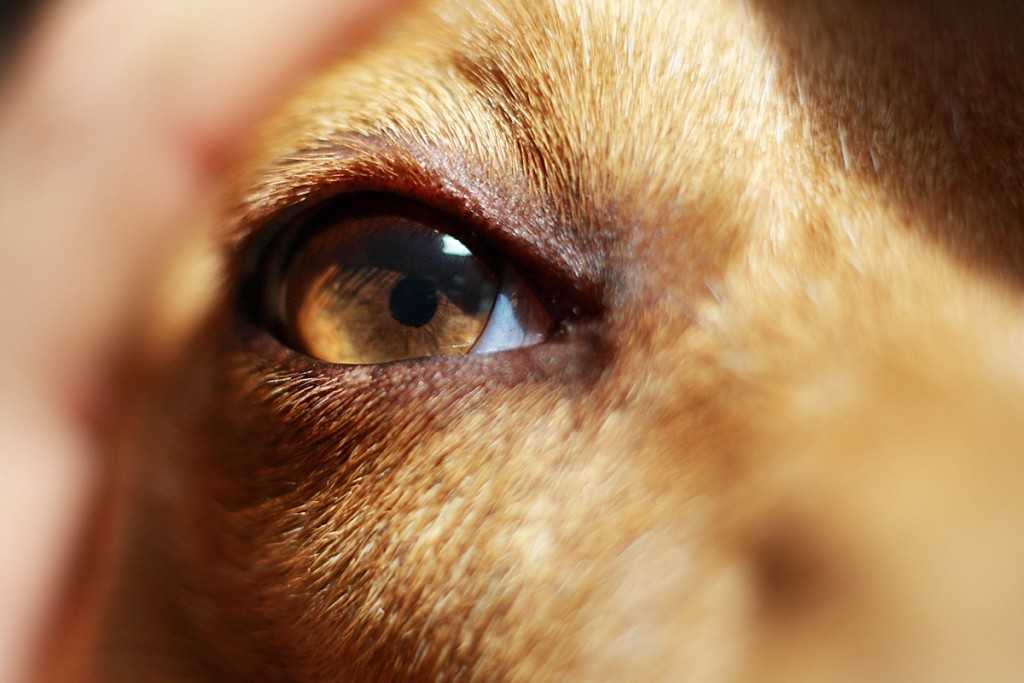 Слепота у собак