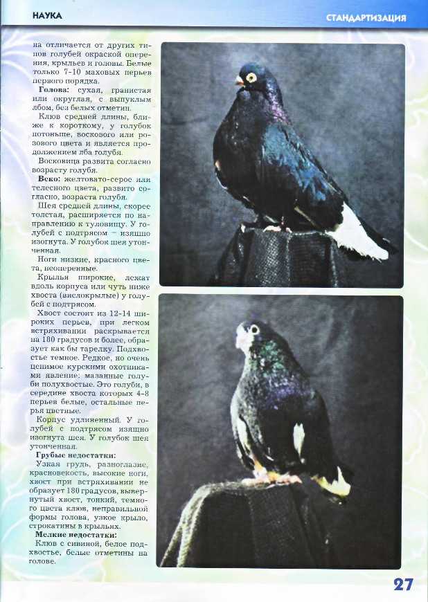 Курские голуби, сколько раз в неделю гонять курских голубей (фото)