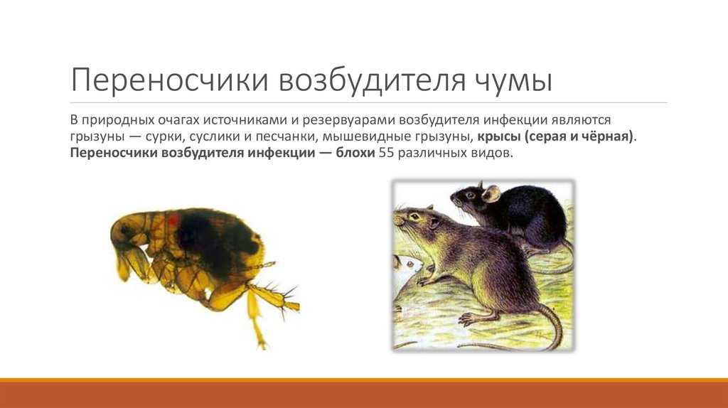 Почему крыса чихает: что делать, если чихает с кровью и хрюкает, как лечить чиханье у домашнего декоративного грызуна