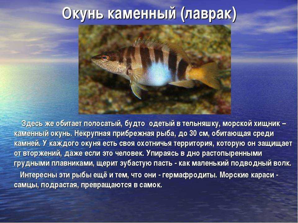 Фото какие рыбы водятся в черном море фото