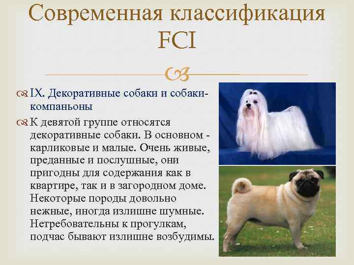 ᐉ описание породы одис с отзывами владельцев и фото - zoogradspb.ru