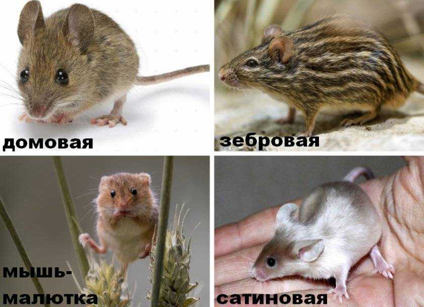 Продолжительность жизни мыши. Зебровая мышь. Продолжительность жизни мышей в природе. Сколько живут мыши. Сколько живут мышки.