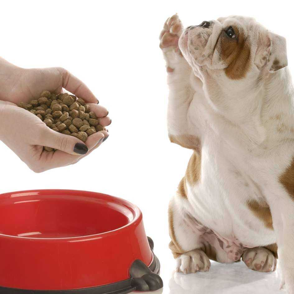 Можно или нельзя давать собакам кошачий корм: почему ест и как отучить | petguru