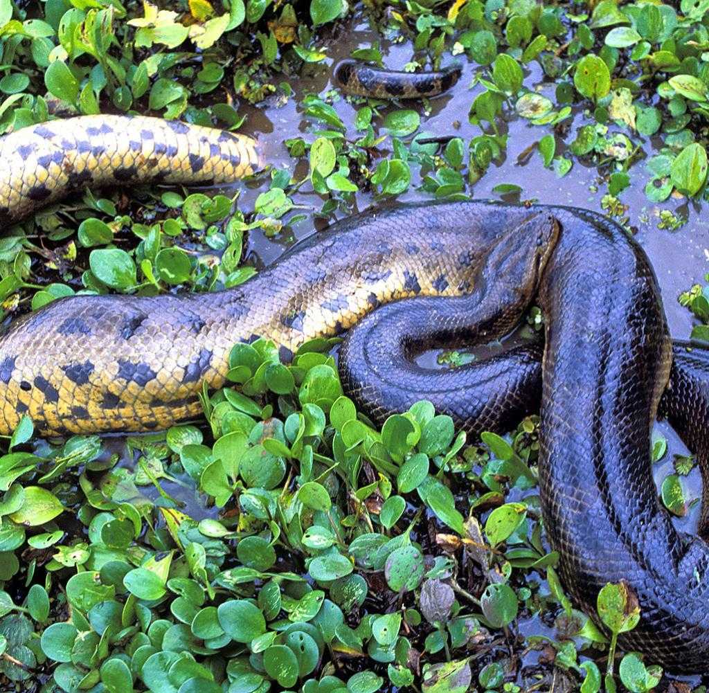 Змеи урала: ядовитые и неядовитые
