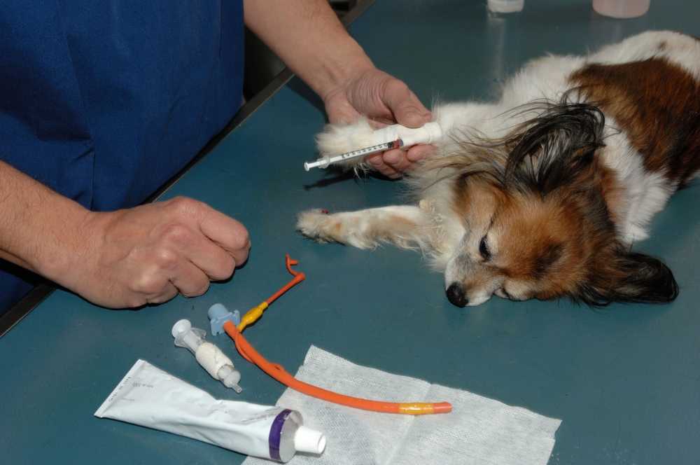 Собака писает кровью: почему и как лечить | причины крови в моче
