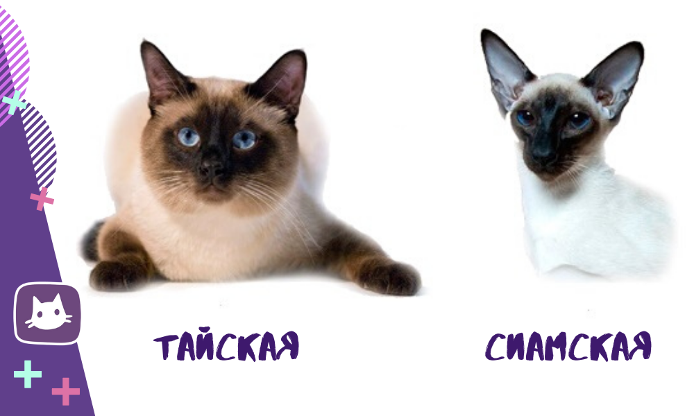 Тайская кошка: описание породы