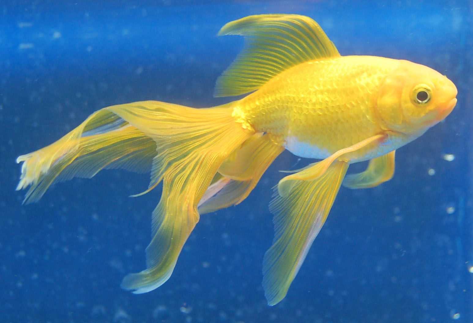 Виды аквариумных золотых рыбок, их описание и содержание