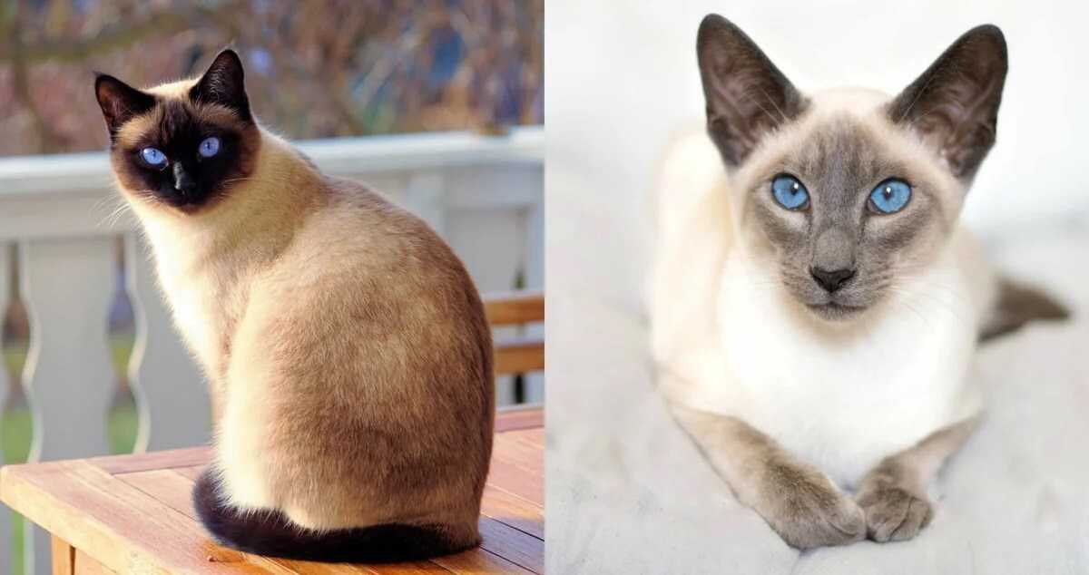 Тайская кошка — характер, достоинства и недостатки тайских котов, отзывы