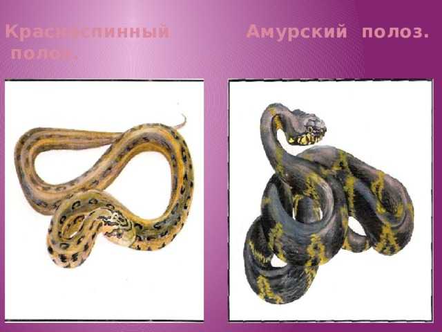 Желтобрюх змея. образ жизни и среда обитания желтобрюха