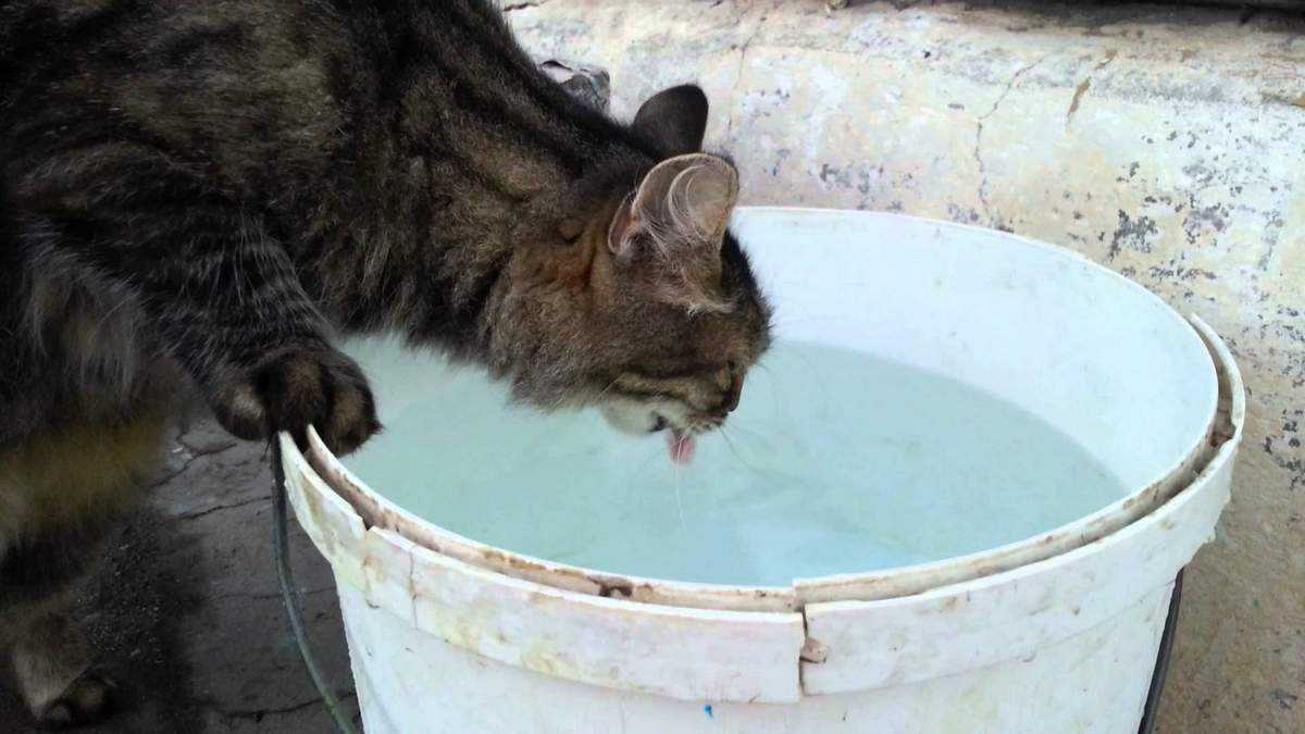 Кот пьет воду из крана: опасно ли это? | муркотики