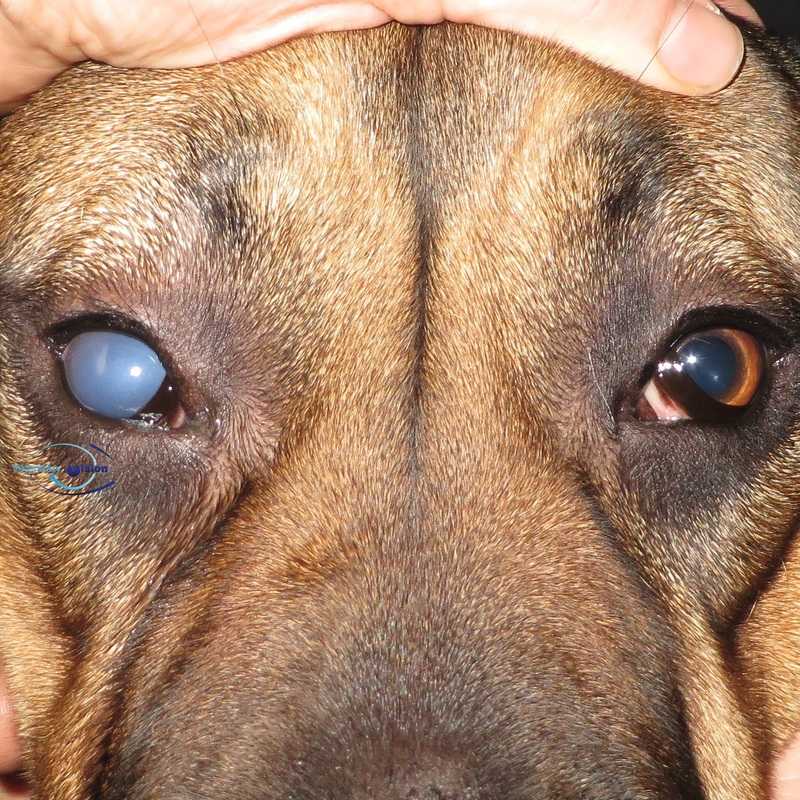 Язва роговицы у собаки – лечение, симптомы, диагностика