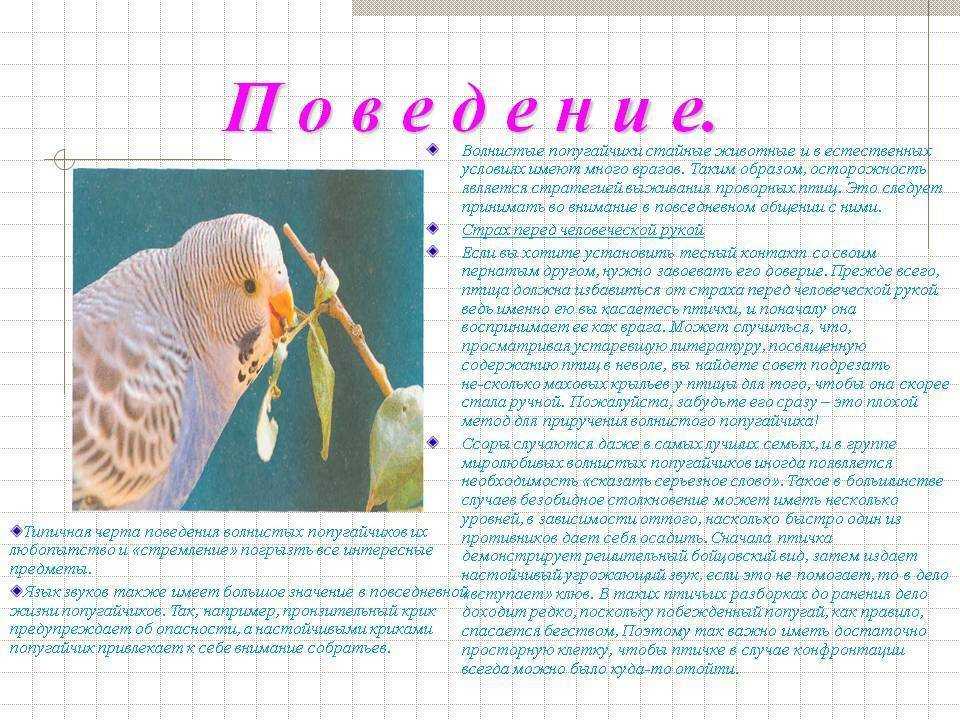Как выбрать волнистого попугайчика при покупке на supersadovnik.ru