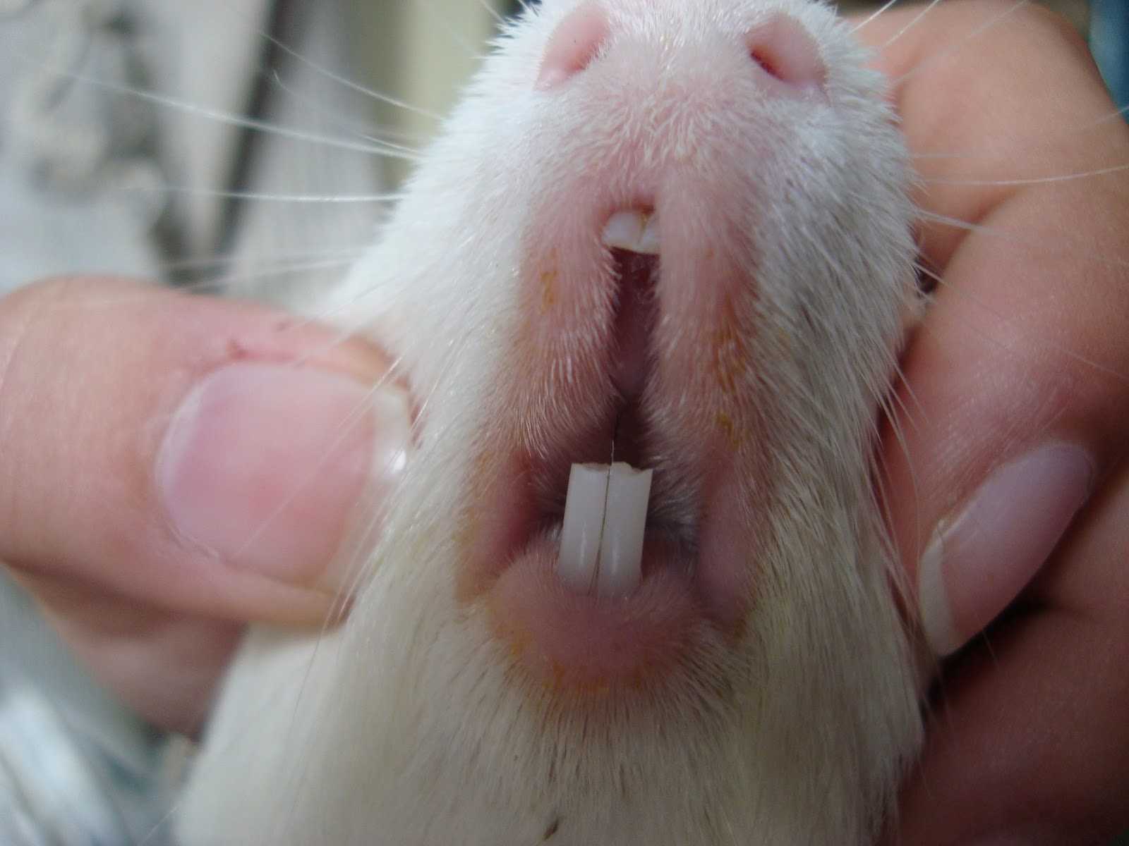 Сколько зубов у серой крысы: фото и строение крысиной челюсти, почему у грызунов они жёлтые или оранжевые, нормально ли это