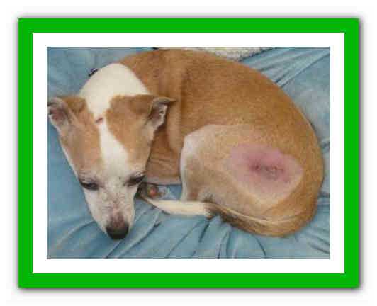 Чесоточный клещ у собак: фото, симптомы и лечение