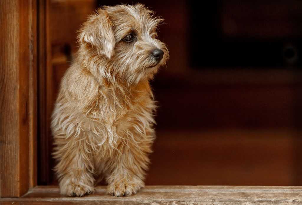 Норфолк-терьер: описание породы, характер и воспитание, фото собак
