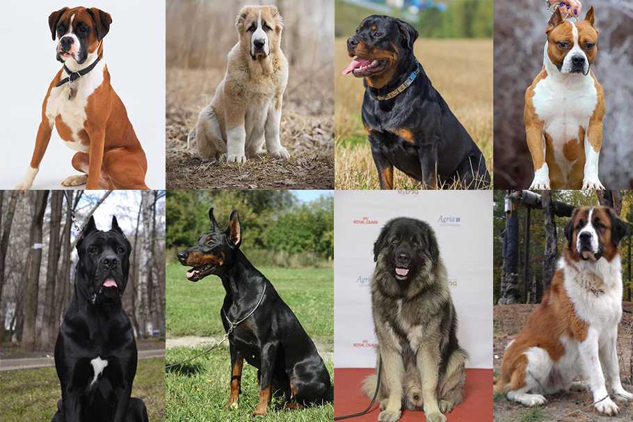 Сторожевые породы собак: список топ-10 с названиями, описанием и фотографиями