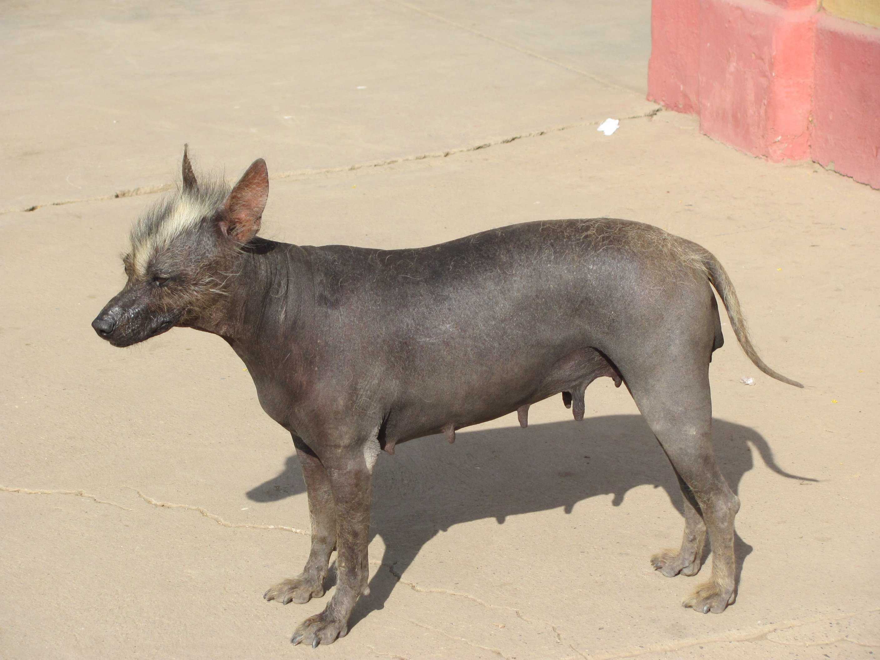 Характеристика породы перуанская голая собака (перуанская орхидея инков) с отзывами и фото