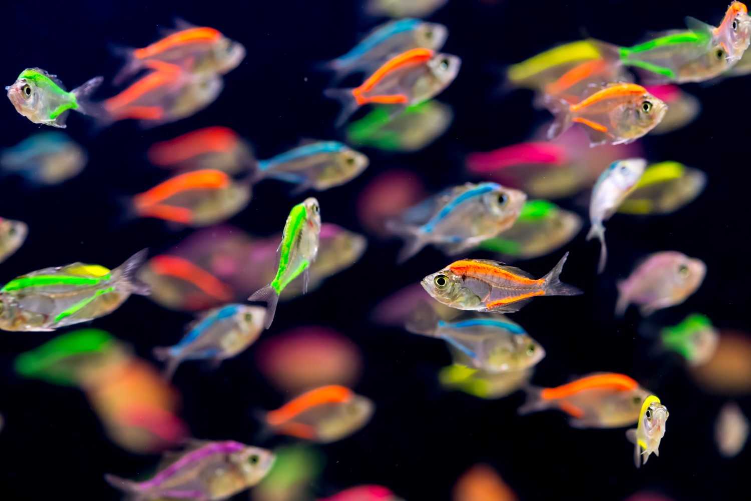 Мирные аквариумные рыбки