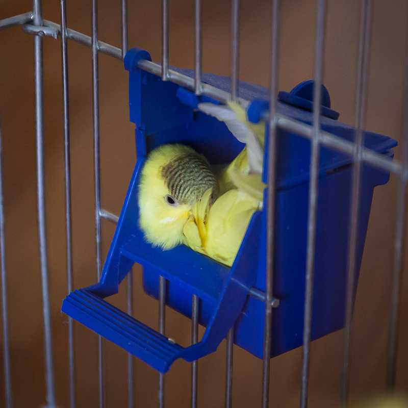 Как выпустить попугая из клетки в первый раз и нужно ли это делать