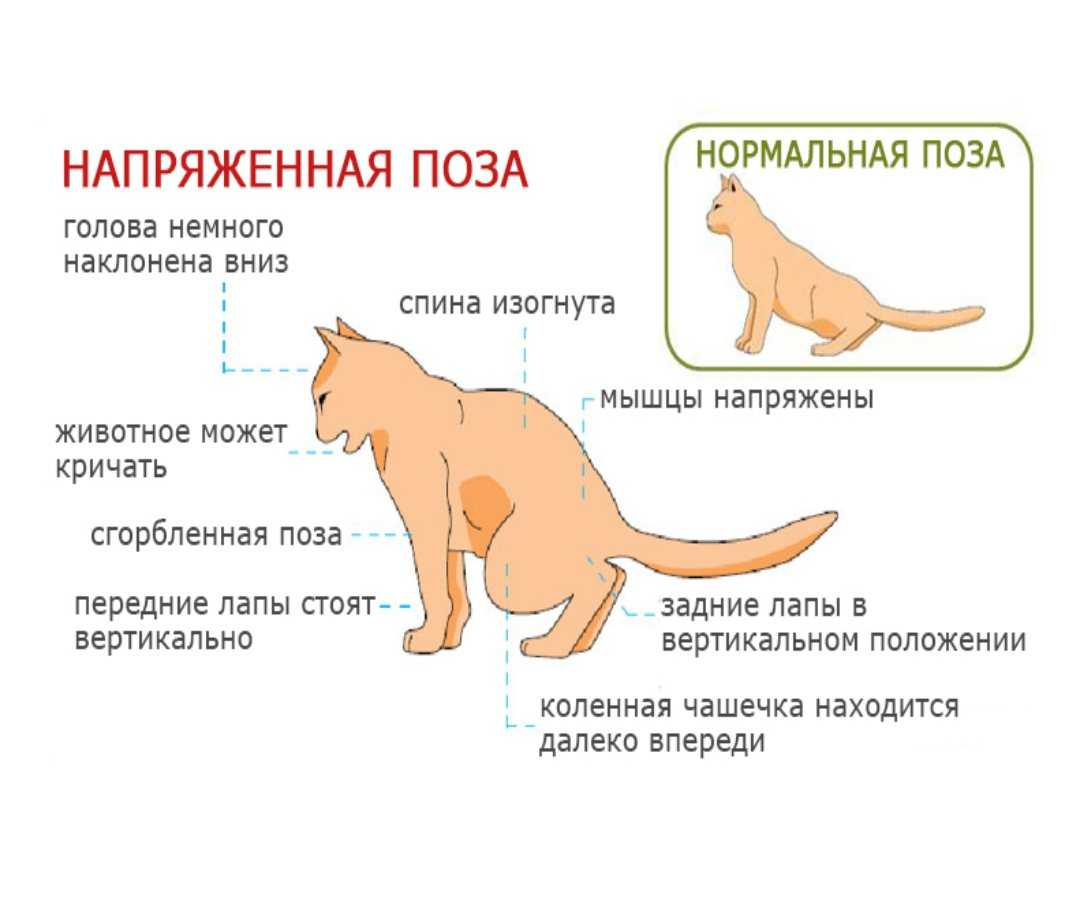 Как понять что кошка заболела? симптомы и лечение.