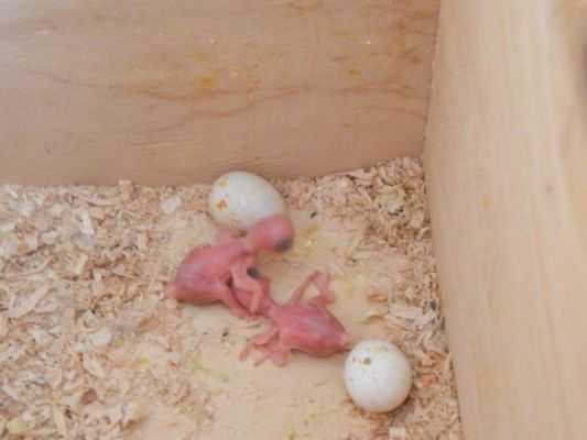 ᐉ самка попугая снесла яйцо без самца - что делать - zoogradspb.ru