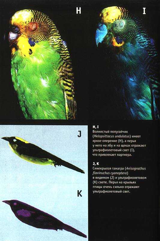 Как видят попугаи, различают ли цвета, видят ли в темноете, вся информация о зрении волнистиков, корелл и неразлучников