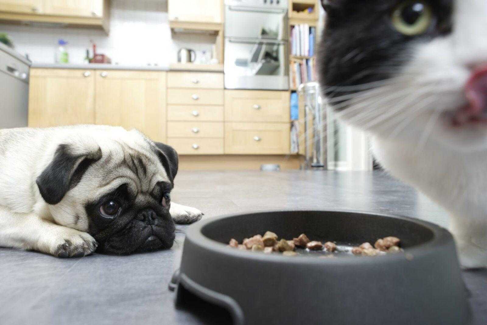 Можно ли собаке давать кошачий корм?
