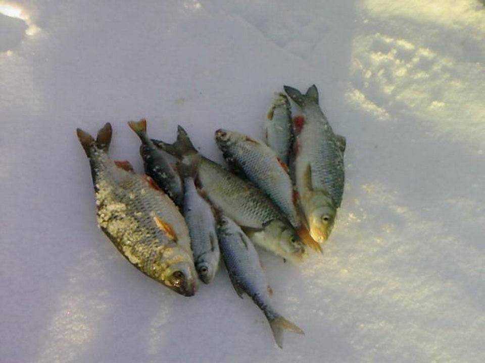 Зимняя рыбалка в коми » все о рыбе и рыбалке