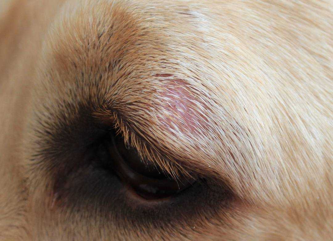 Симптомы и лечение экземы у собак