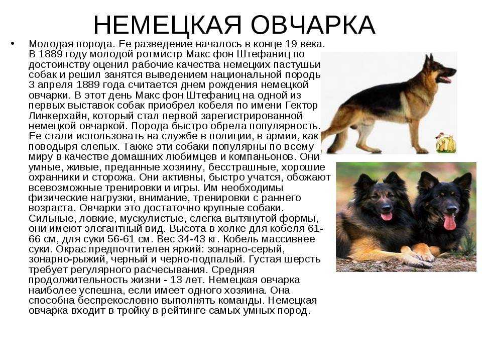 Собака сулимова википедия