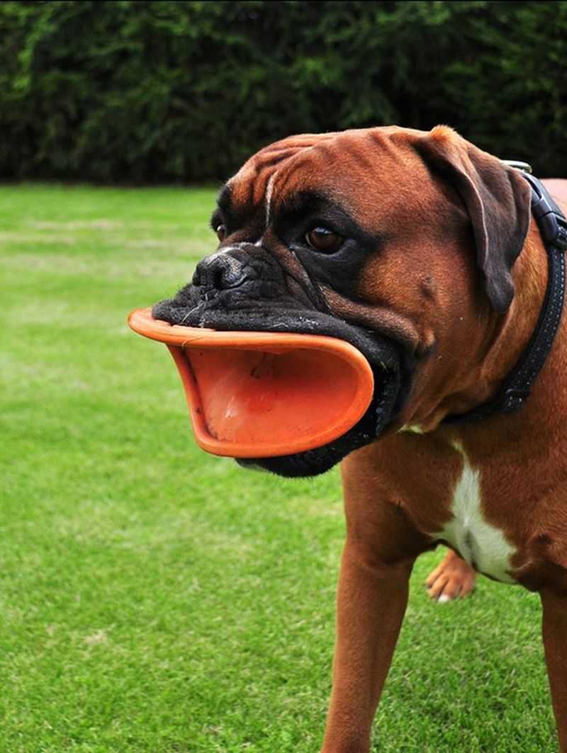 Смешные собаки: видео и фото