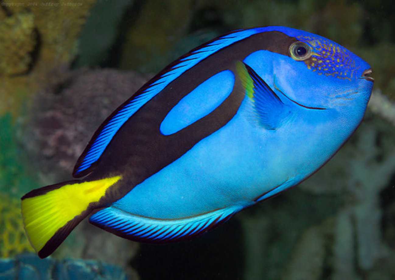 Рыба голубой рифовый хирург-любитель просторных аквариумов: освещаем по порядку