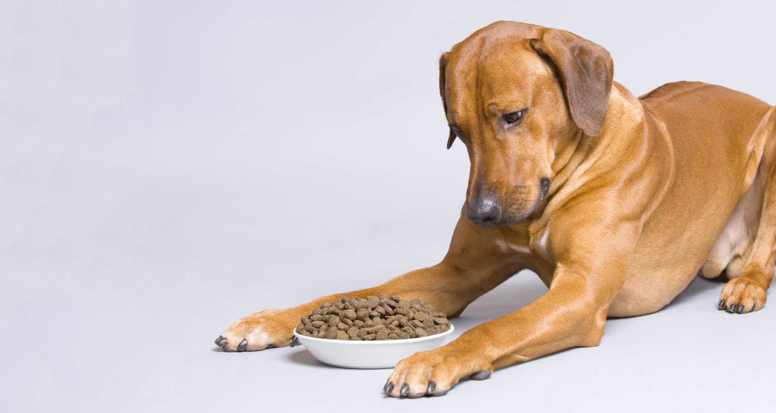 Чем кормить таксу — правила кормления взрослой собаки и щенка в домашних условиях