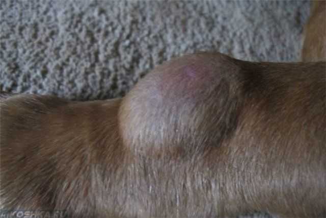 Шишка у собаки под кожей: на шее, лапе, спине и других частях тела; что это может быть, диагностика, прогнозы и лечение