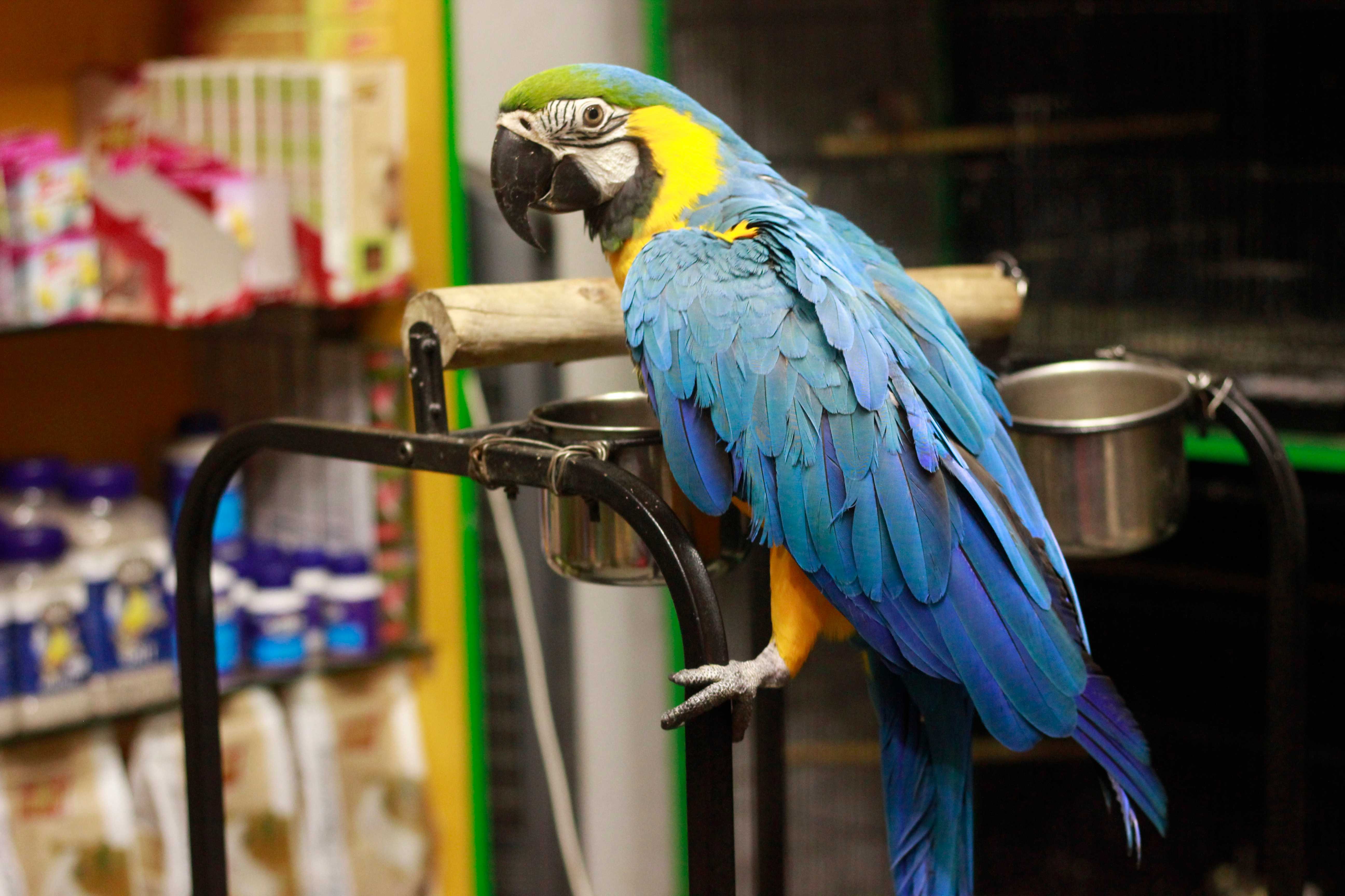 Попугай дома: плюсы и минусы содержания птицы в квартире, лучше завести волнистого или ожерелового