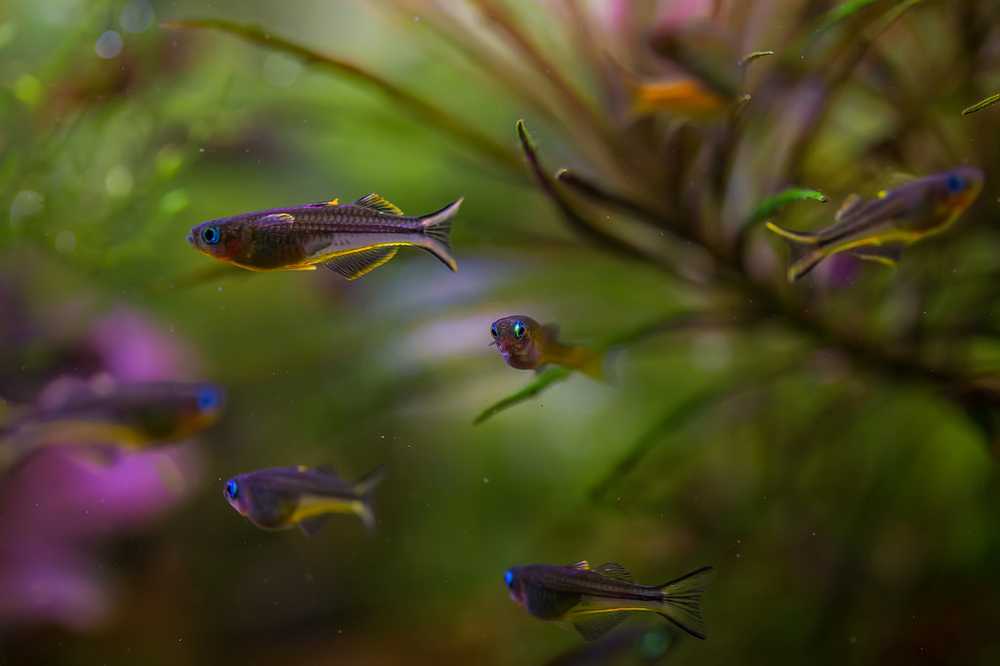 Маленькая и красивая рыбка попондетта фурката в вашем аквариуме!