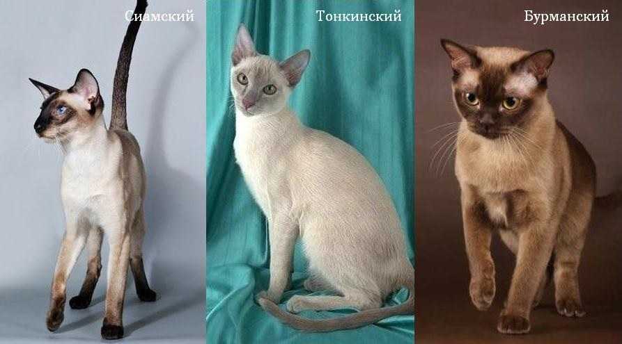 Тайская кошка - описание, стандарт, характер - kisa.su