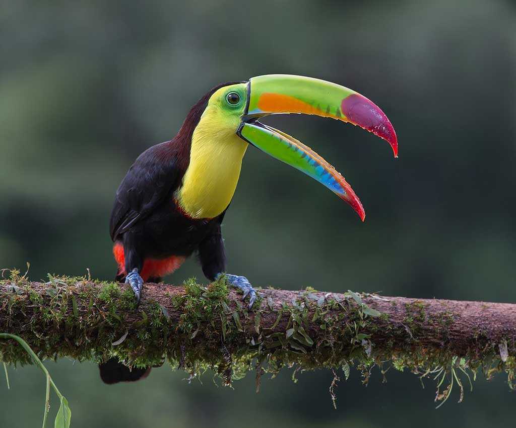 7 самых необычных и экзотических птиц в мире