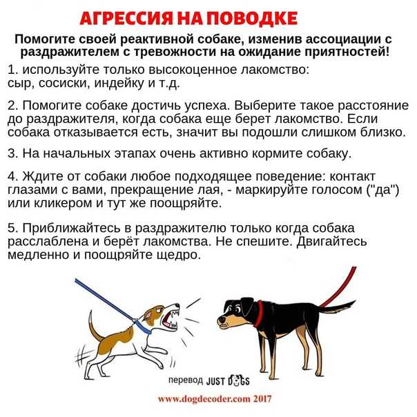 Агрессия у собак. руководство по поведенческой  медицине собак и кошек