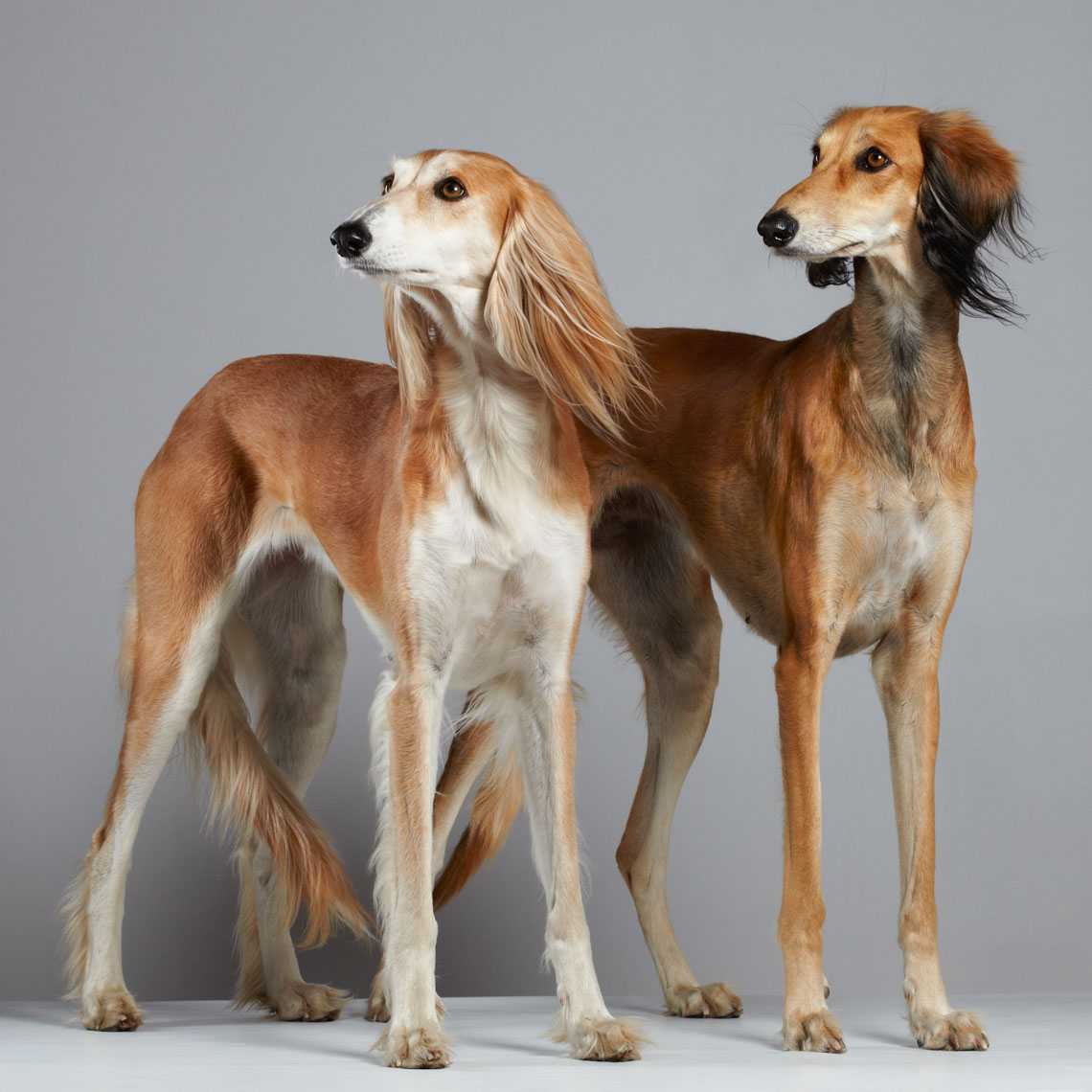 Салюки: порода собак, персидская борзая, фото, характеристики