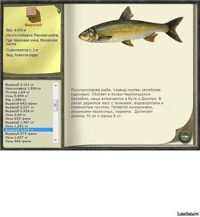 Вырезуб фото и описание - рыболовная база завидово