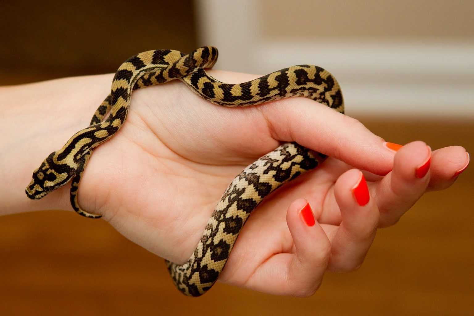 Домашняя змея, идеальное домашнее животное (уход, питание)