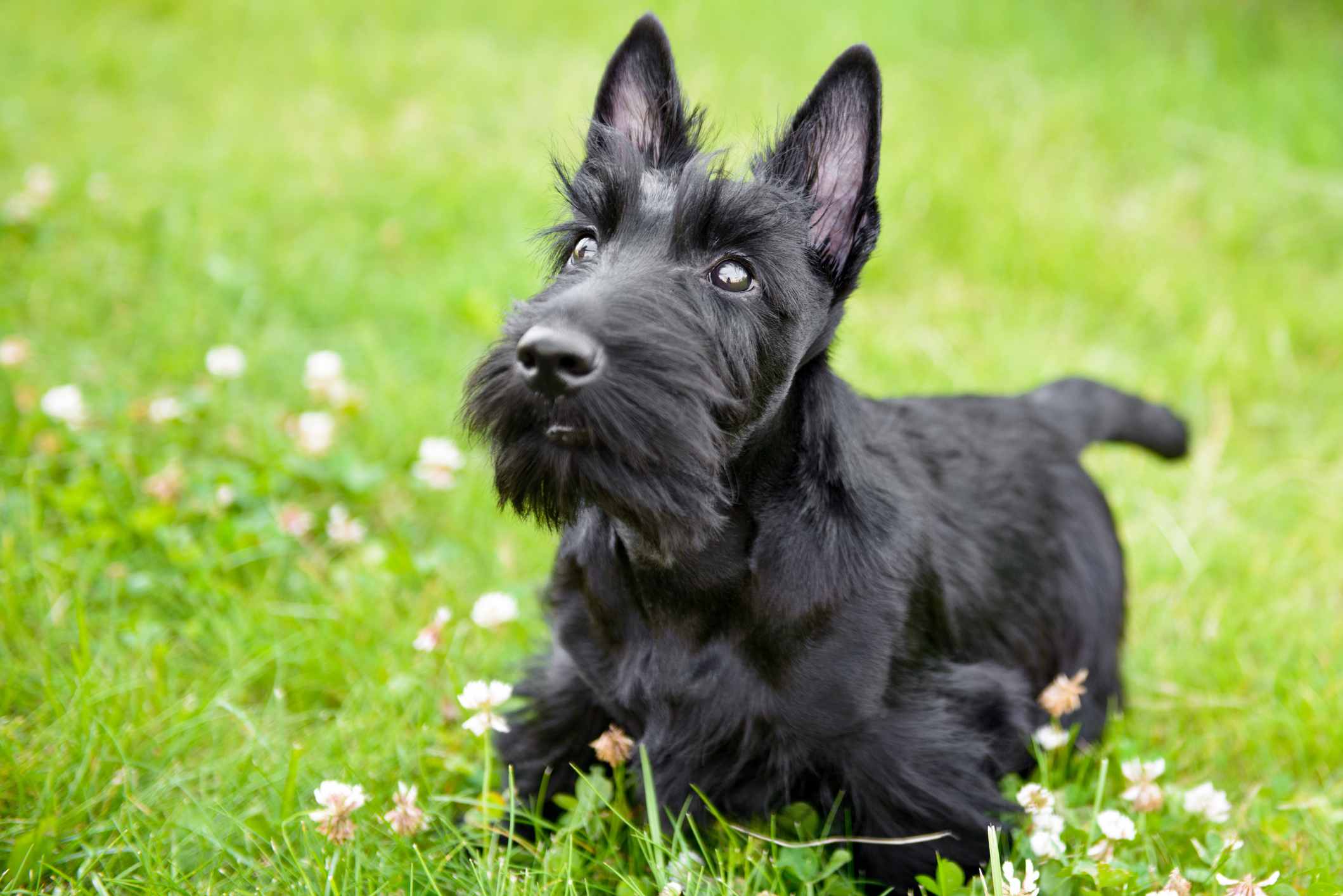 Скотч-терьер: происхождение породы и описание характера, как владельцу воспитывать и ухаживать за собакой