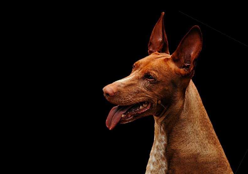 Фараонова собака описание породы, здоровье, уход, фото и характер