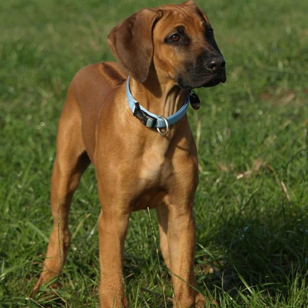 Порода собак «родезийский риджбек»: характеристики, описание и отзывы