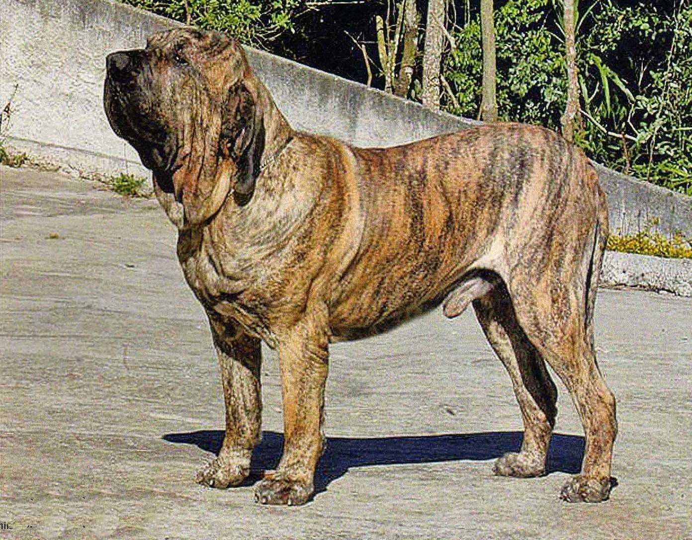 Фила бразилейро (бразильский мастиф): описание породы собак