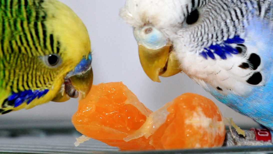 Рацион домашней птицы или что едят волнистые попугаи