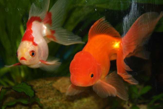 Красные аквариумные рыбы: выбираем жильцов огненного цвета (с фото)