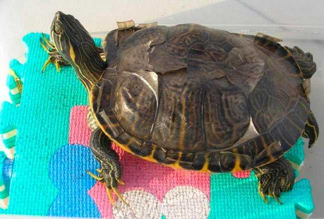 Красноухая черепаха чешет панцирь почему